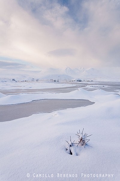 A lone plant peaking through a thick blanket of snow on Rannoch Moor. The rising sun creates some beautiful soft side light revealing the wonderful shapes and textures of this winter landscape