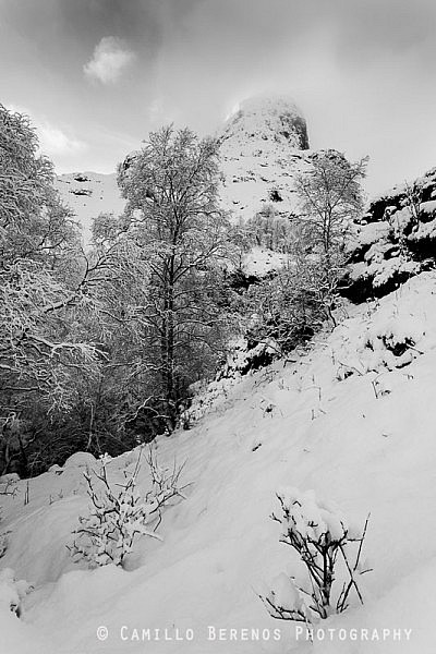 One of the Three Sisters of Glen Coe rising steeply above some snow-covered trees.