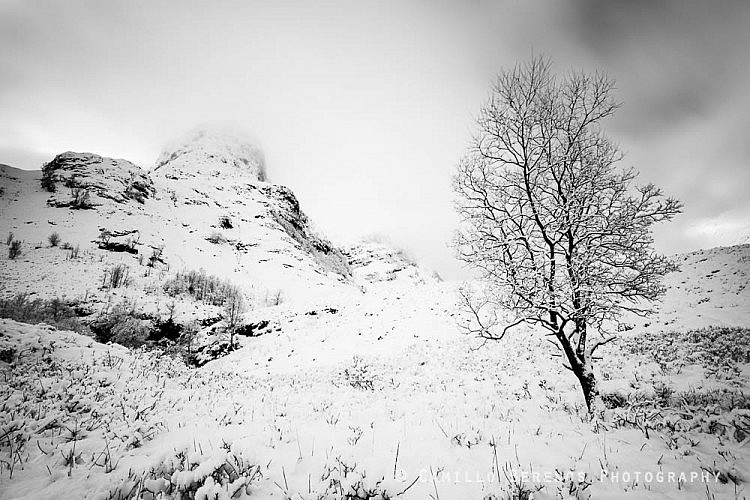 Tree at the foot of the Three Sisters of Glen Coe after some heavy snowfall