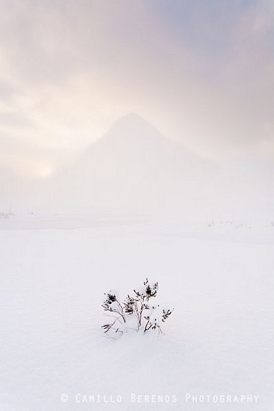 This heather plant was standing strong despite the snowdrifts. The contours of the Buachaille Etive Beag are barely visible due to the fog, and I opted for high-key processing to match the light conditions at the time.