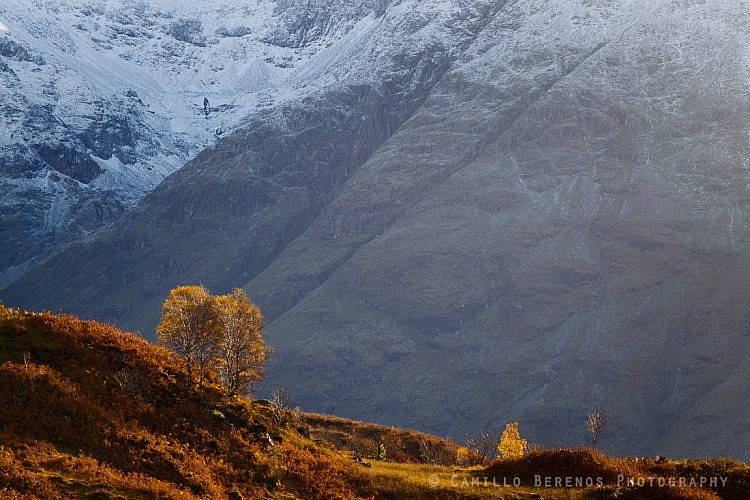 Birches in autumnal colours with the Bidean nam Bian as a backdrop